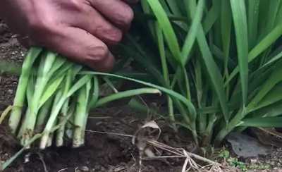 想在互联网上做副业兼职赚钱 先要学会做一个合格的韭菜-ww