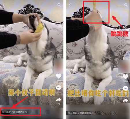 吃播大胃王凉了 为蹭热度不择手段的大胃王宠物还在捞钱-ww