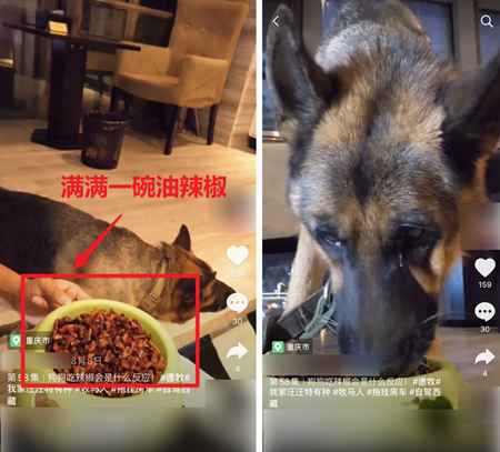 吃播大胃王凉了 为蹭热度不择手段的大胃王宠物还在捞钱-ww