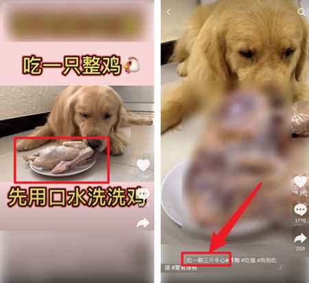 吃播大胃王凉了 为蹭热度不择手段的大胃王宠物还在捞钱-ww